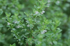 Scoparia dulcis